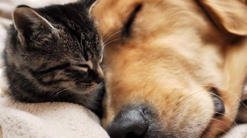 cani e gatti convibenza